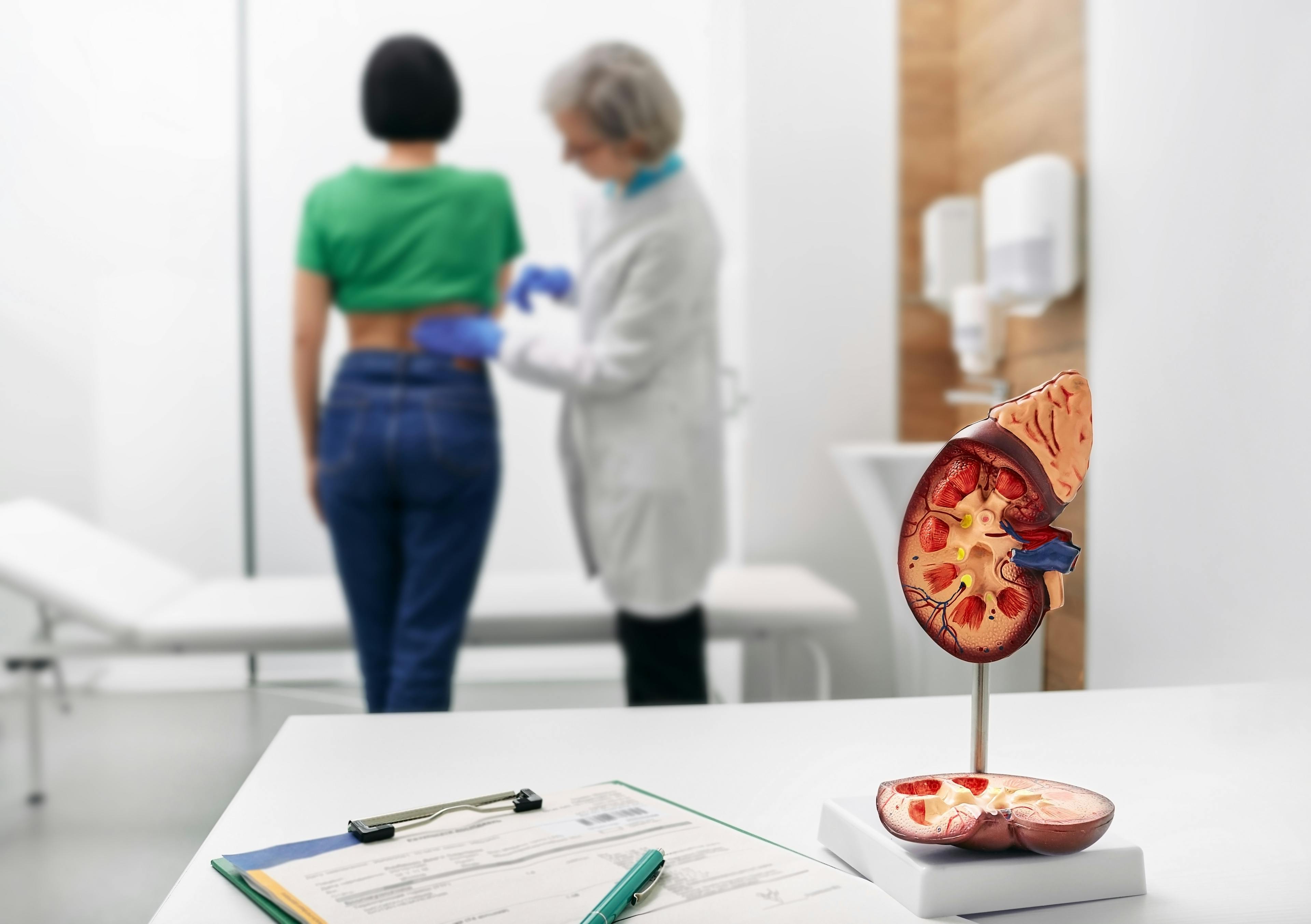 A model of a kidney on a desk with a doctor assessing a patient in the background