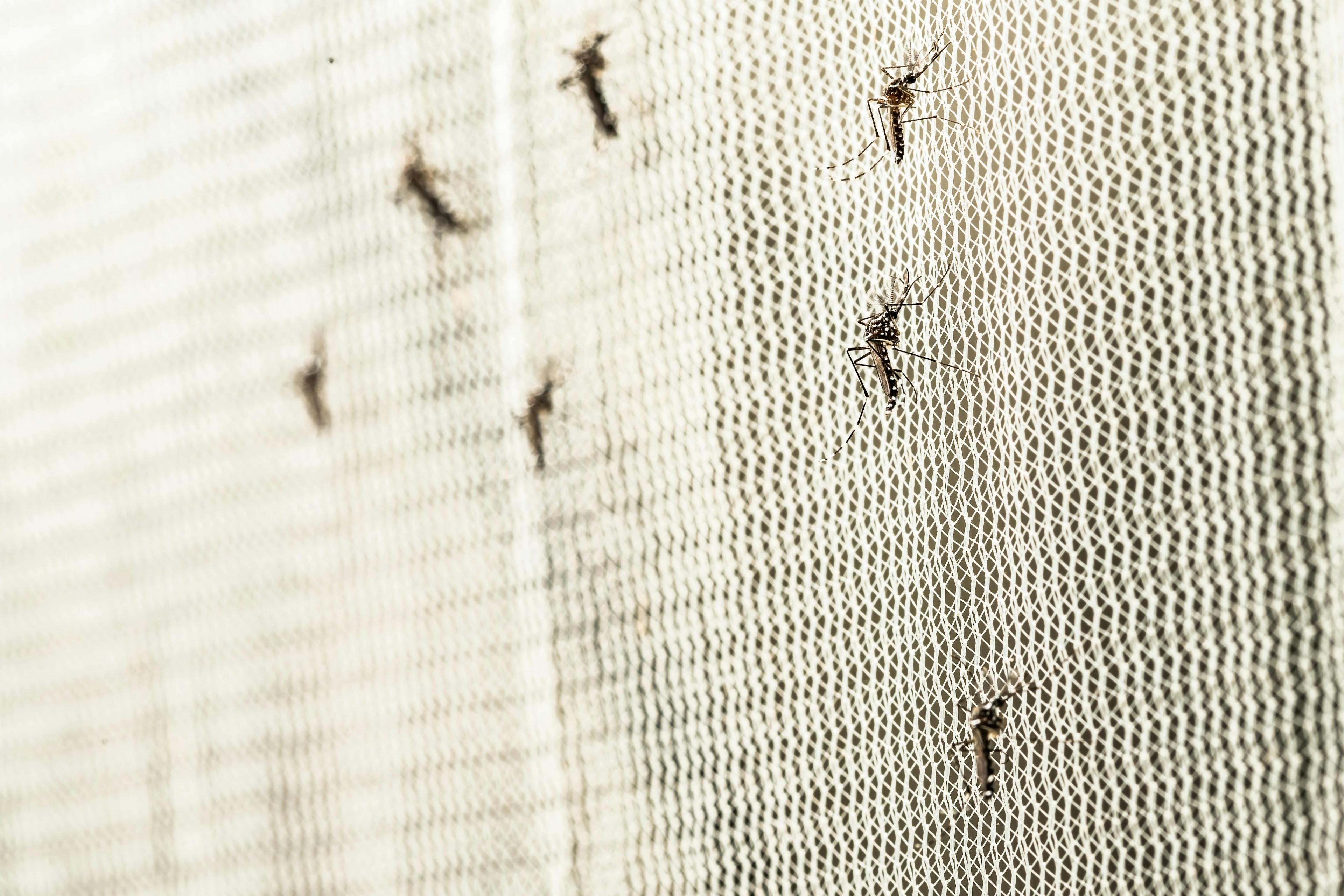 Mosquitos on a net